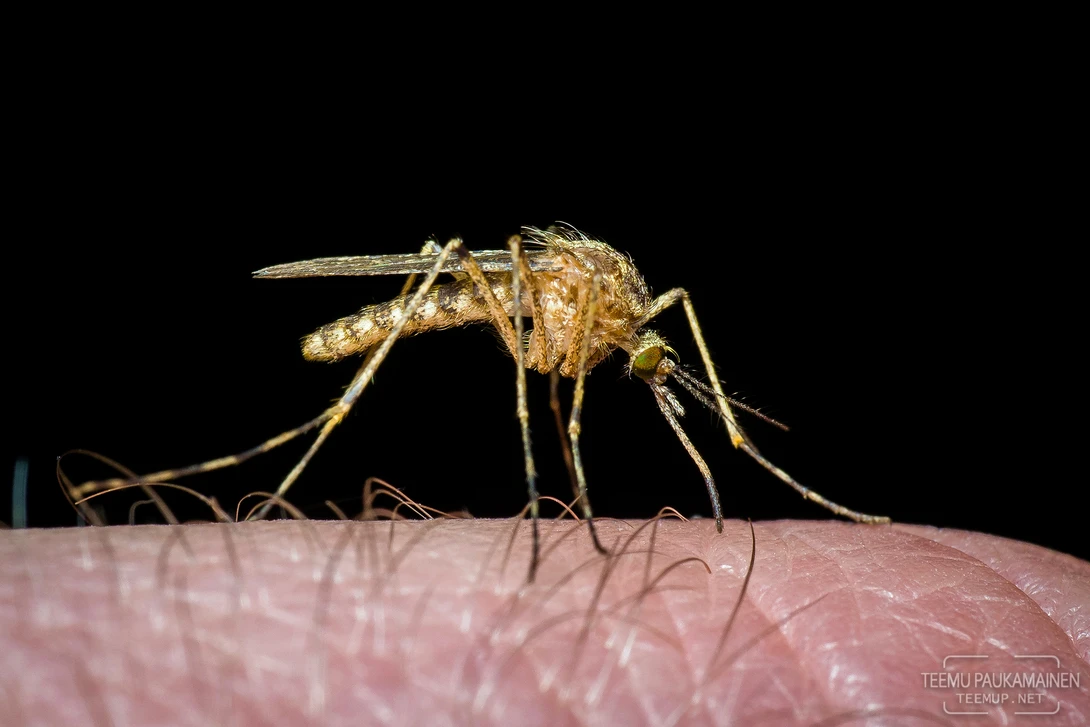 View Mosquito (2017/08/02) by Teemu Paukamainen