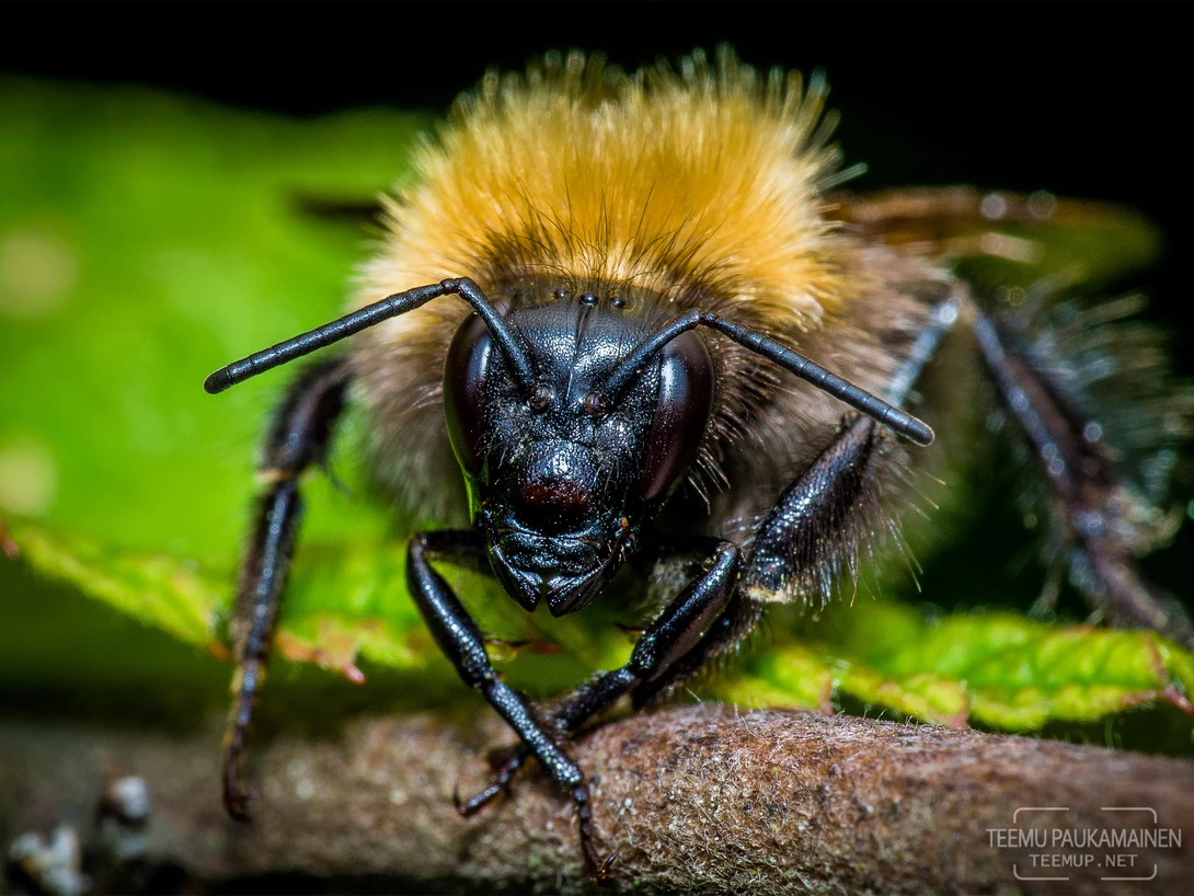 View Bumblebee (2016/07/02) by Teemu Paukamainen