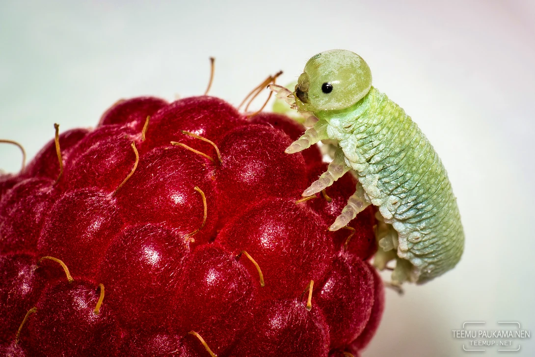 View Caterpillar on a raspberry (2016/08/03) by Teemu Paukamainen