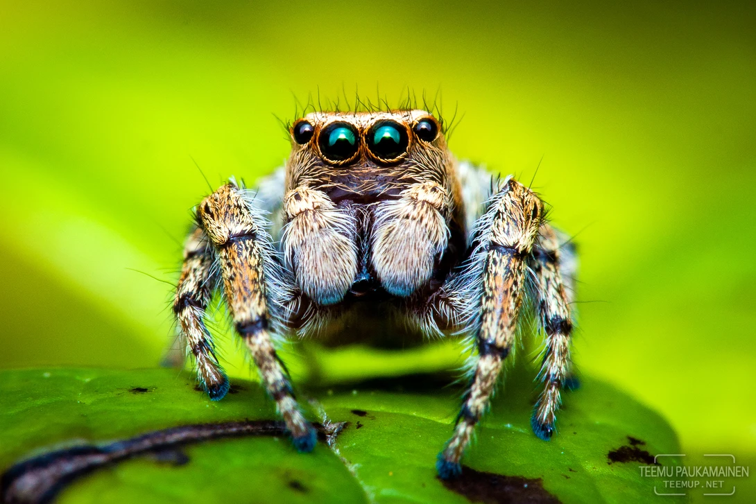 View Jumping Spider (2017/07/28) by Teemu Paukamainen