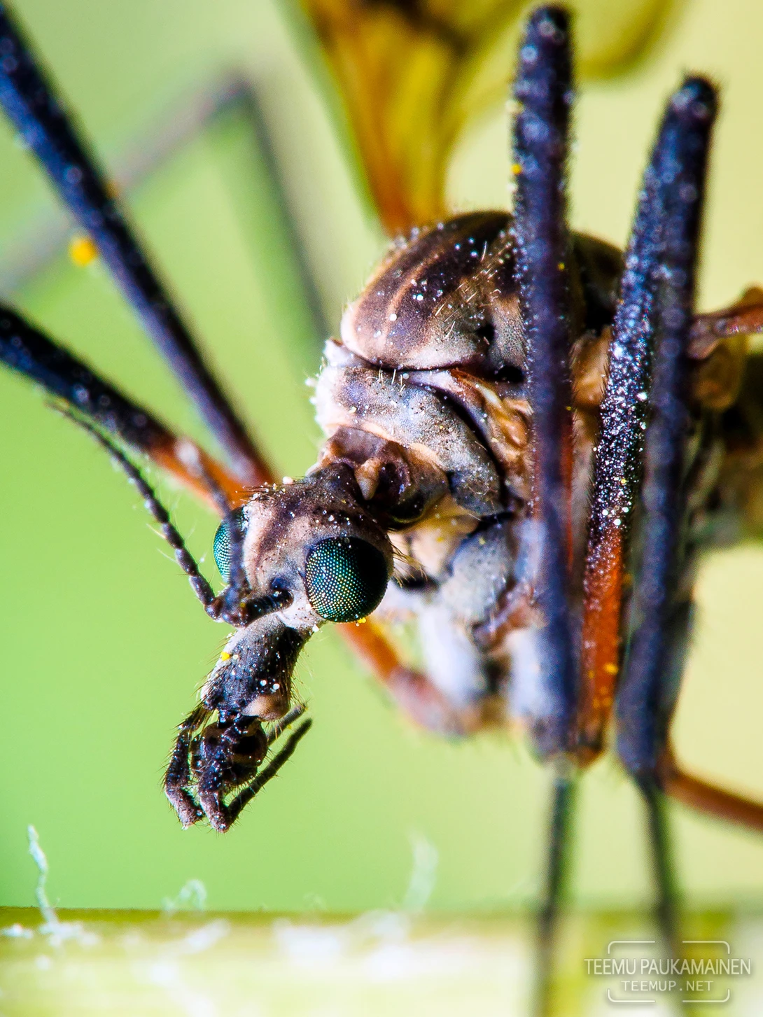 View Crane Fly (2018/05/27) by Teemu Paukamainen