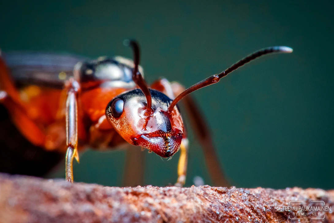 View Flying Ant (2018/06/10) by Teemu Paukamainen