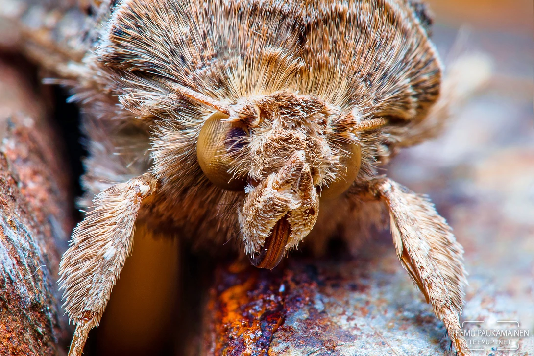 View Moth Portrait (2018/06/24) by Teemu Paukamainen