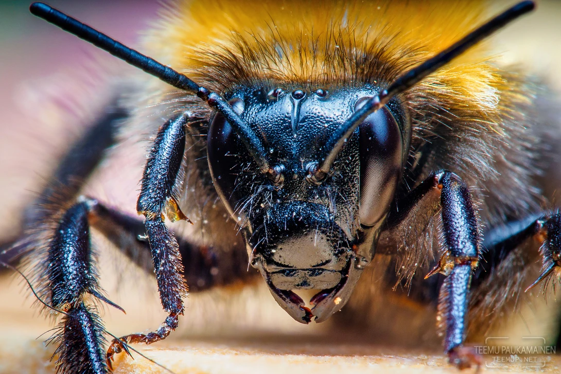 View Bumblebee (2018/06/24) by Teemu Paukamainen