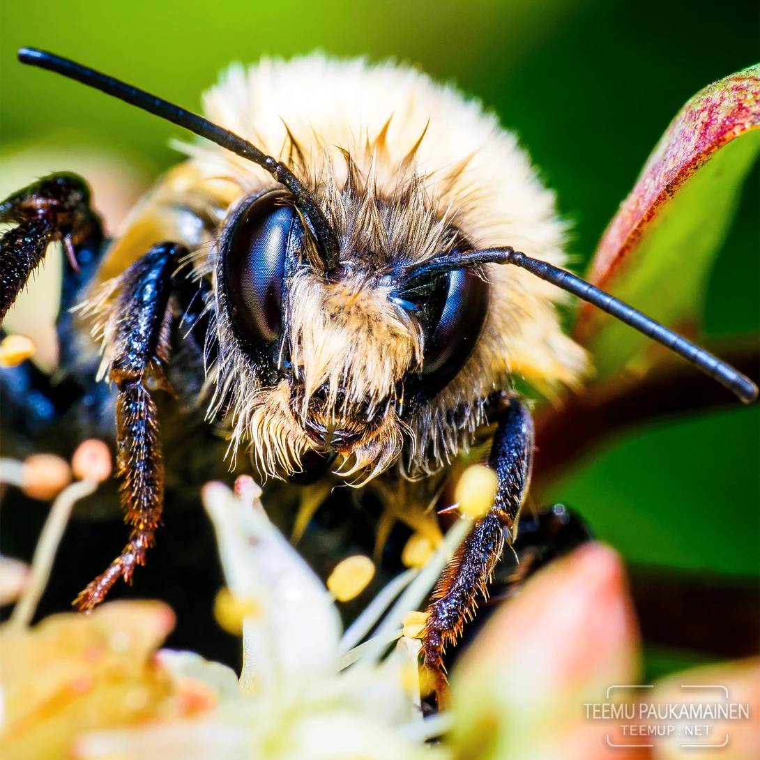 View Bumblebee (2018/08/09) by Teemu Paukamainen