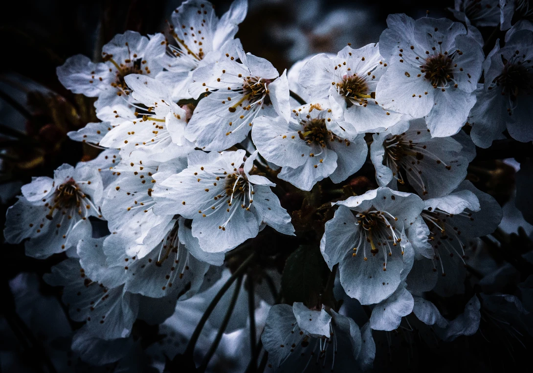 View White petaled flowers by Mike Young