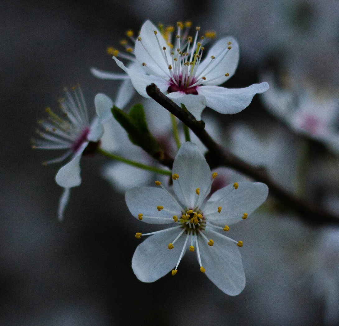 View Essence of Spring by Mike Young