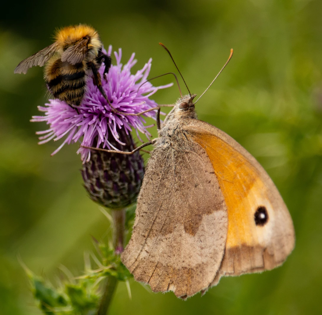 View Bee and Butterfly sharing by Mike Young