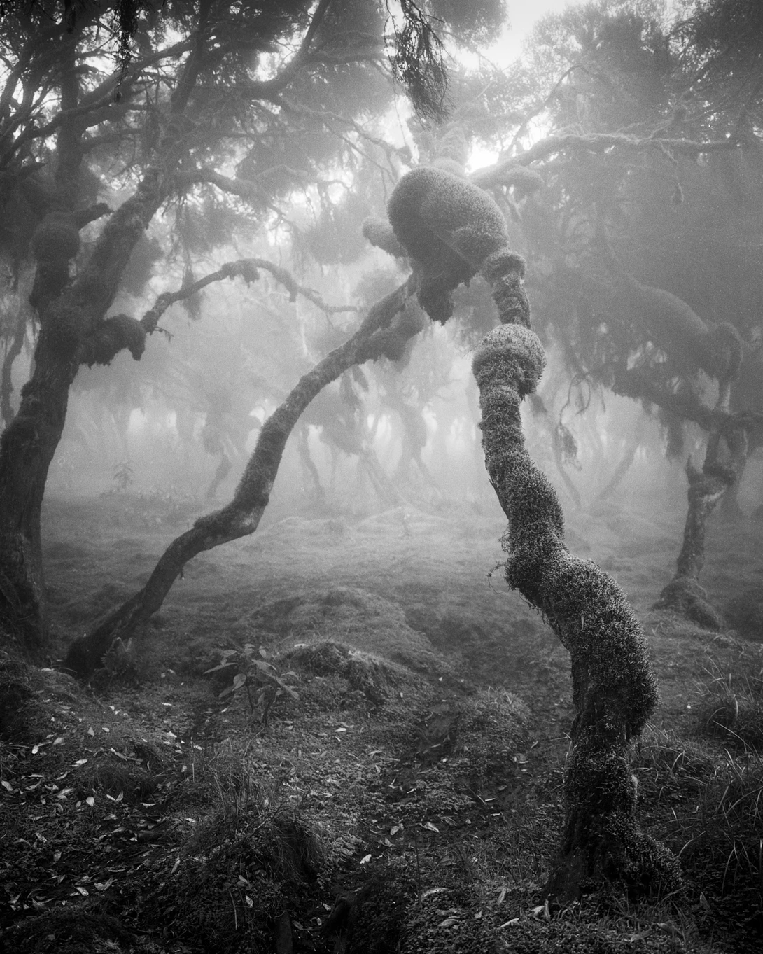 View Harenna Forest I by Corey Hart