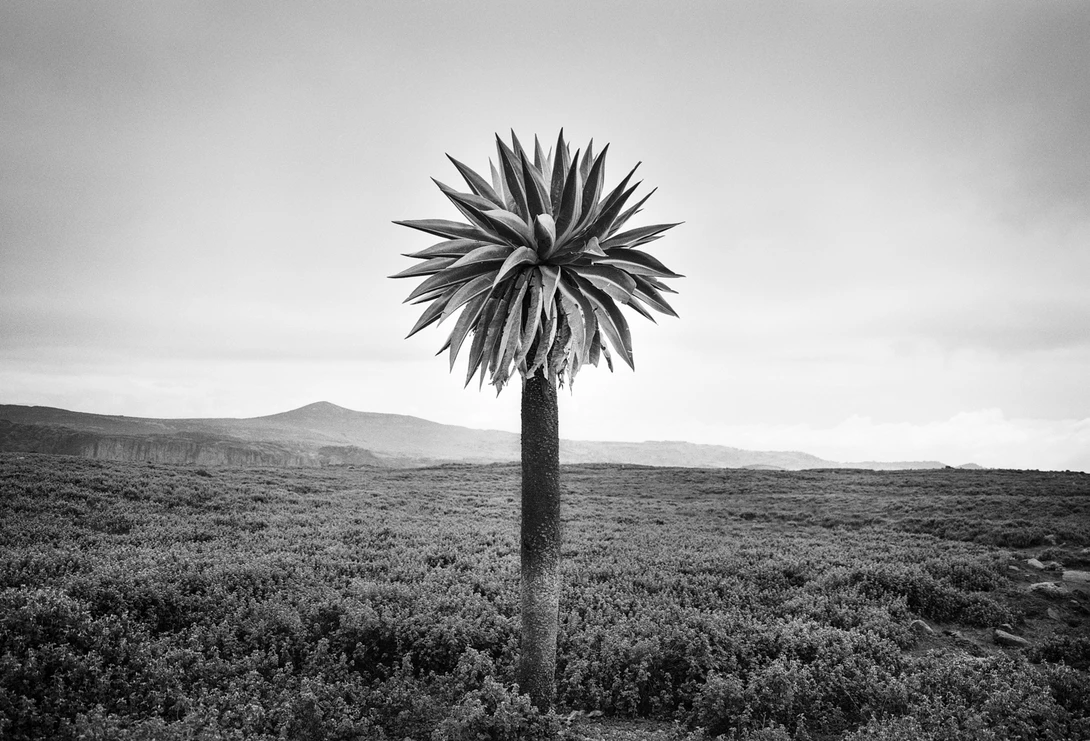 View Lobelia II by Corey Hart