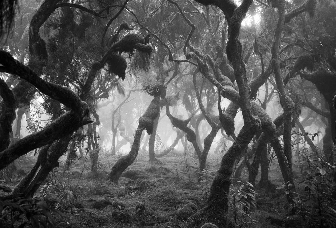 View Harenna Forest II by Corey Hart