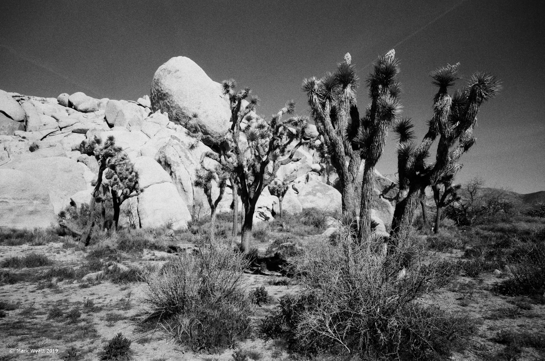 View Joshua Tree and Rocks by Mark Wyatt