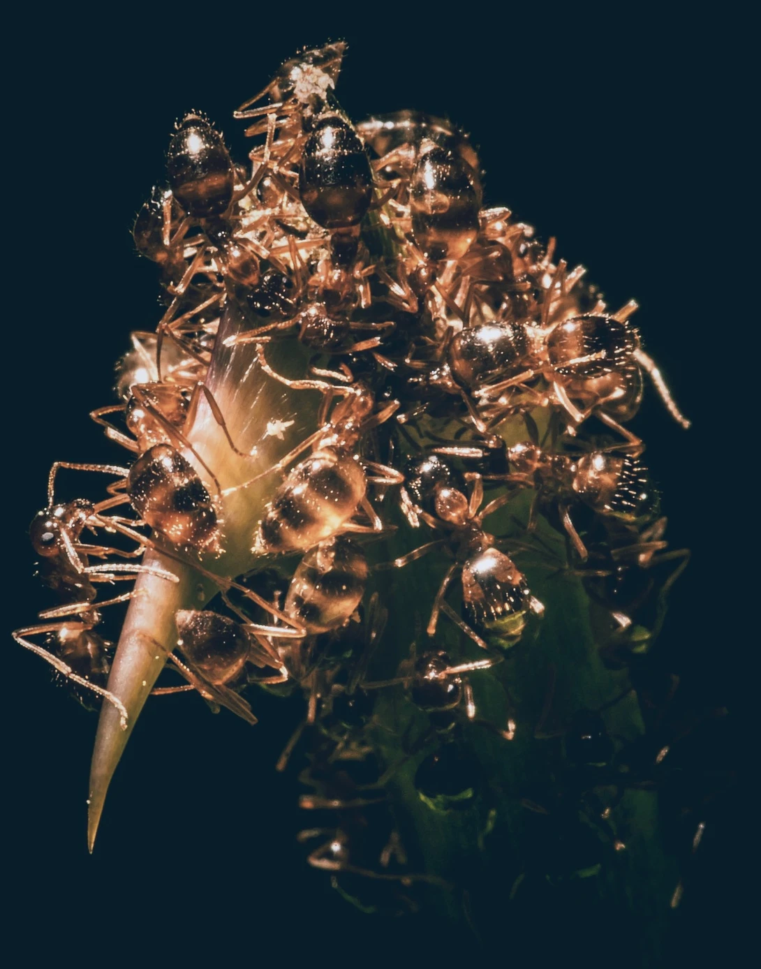 View Ant apocalypse by Brandon Reed