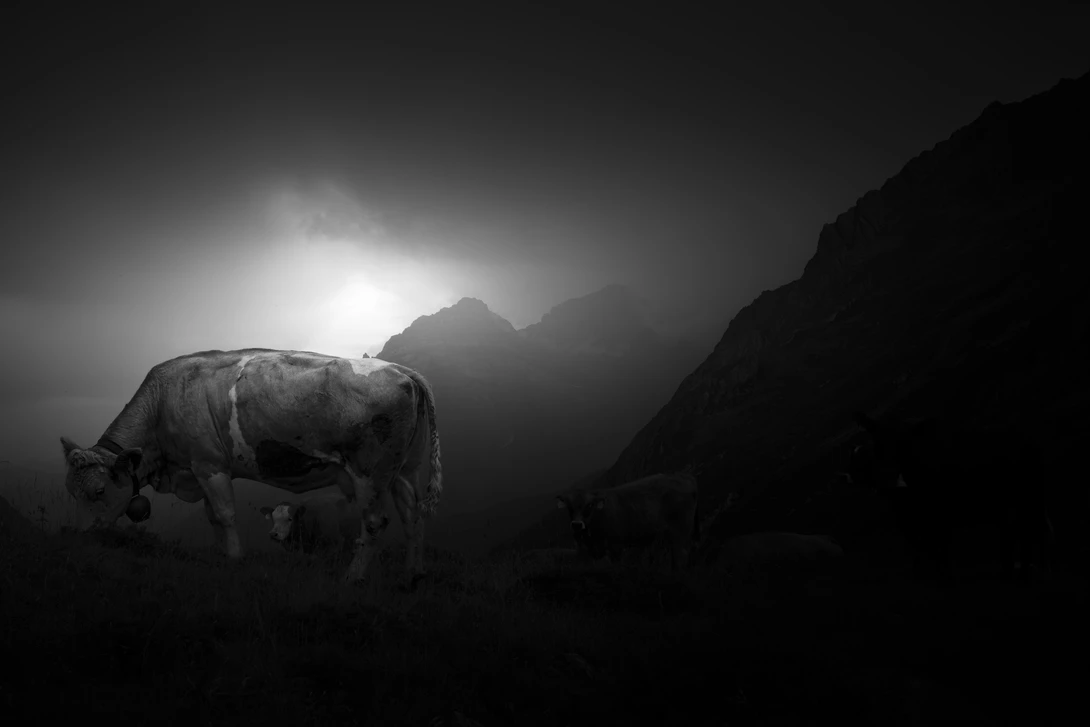 View Holy Cow by Daniel Michels