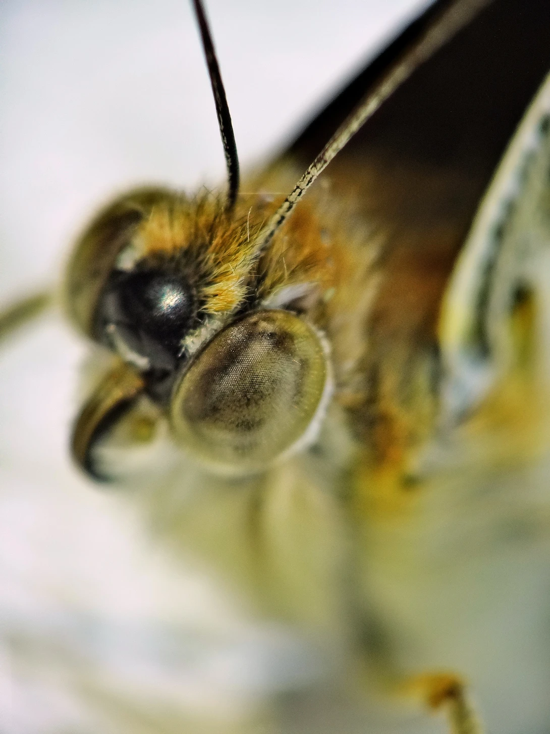 View Super budget macro by iyad tawil