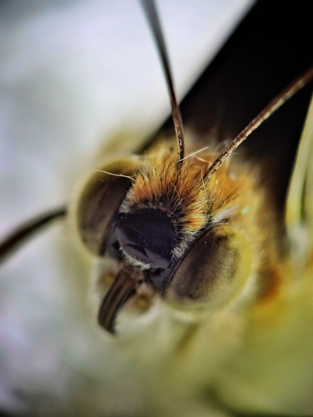 View Super budget macro by iyad tawil