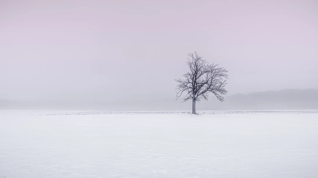 View Wallpaper - tree by marius van dyk