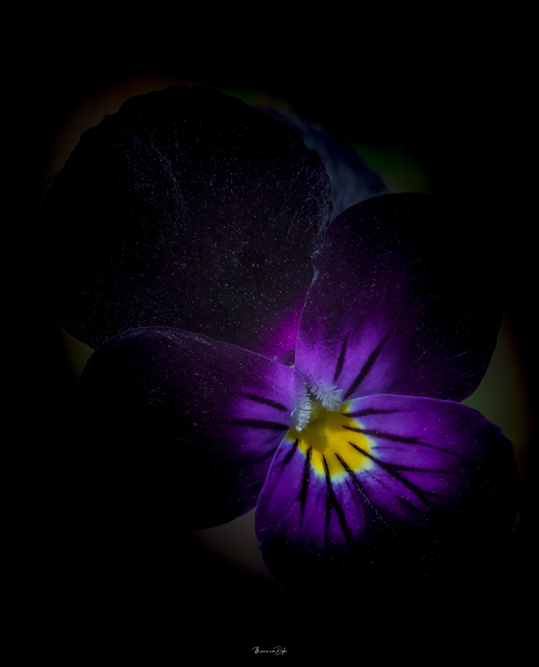 View Deep Purple by marius van dyk