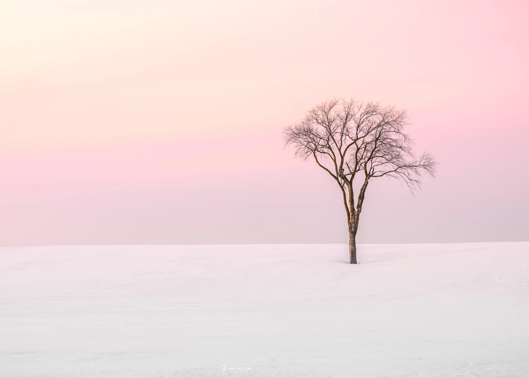 View Survivor by marius van dyk