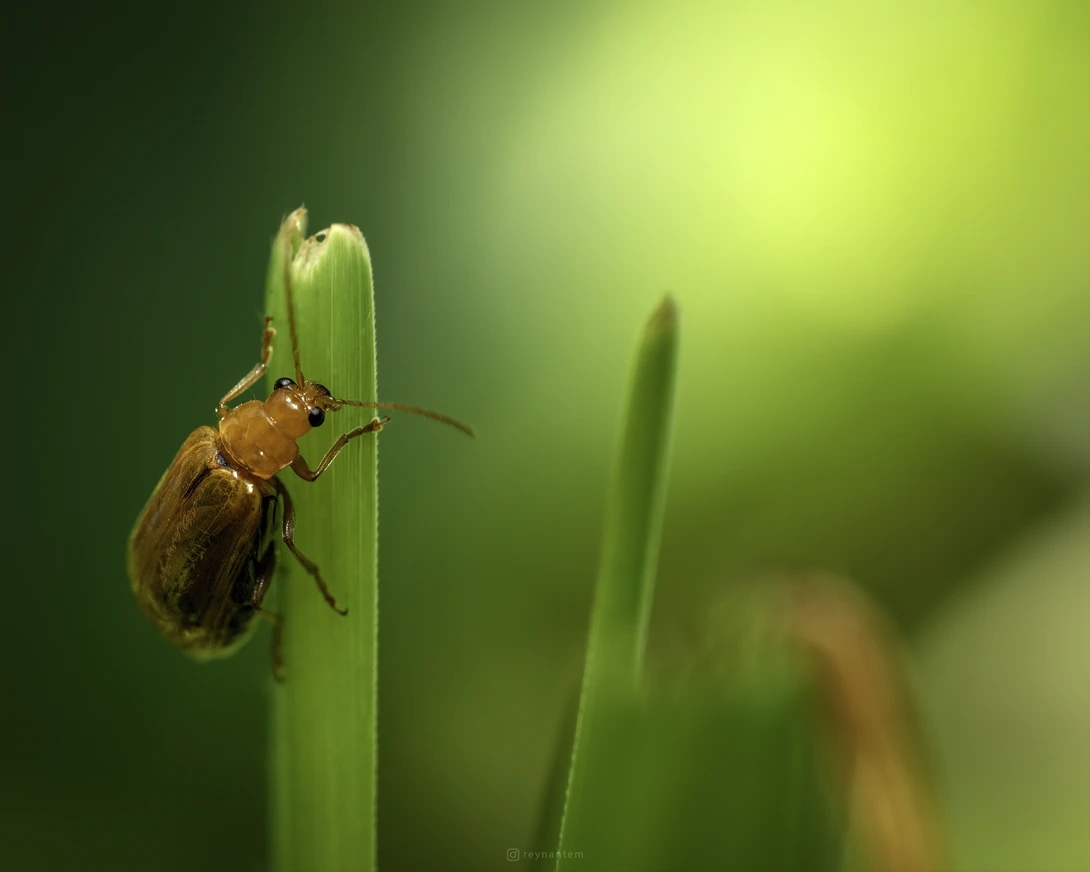 View A. foveicollis by Reynante Martinez
