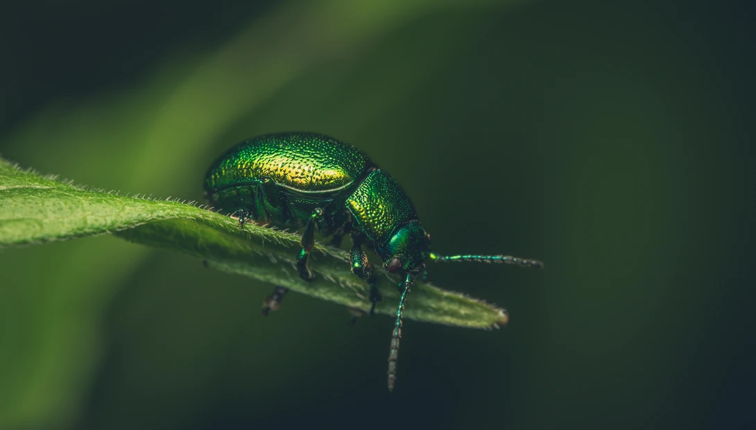 View Mint Beetle by James Butters