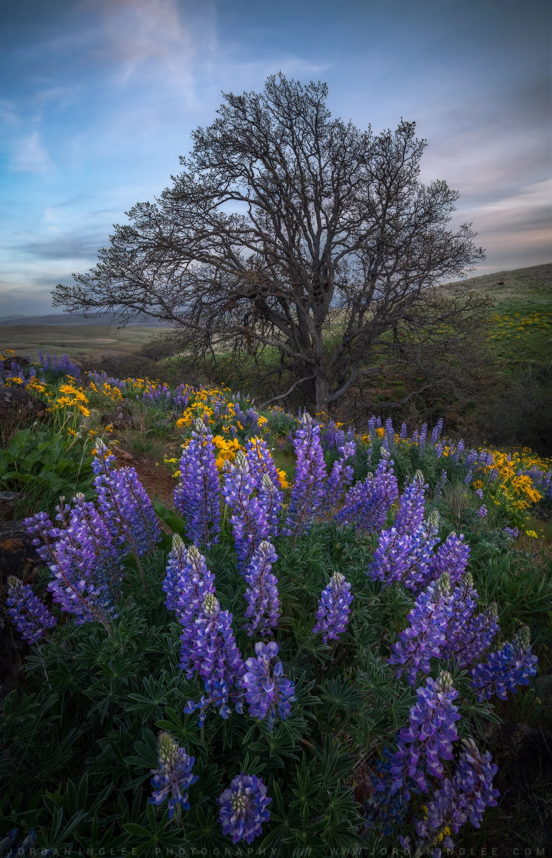 View Lupine Hills by Jordan Inglee
