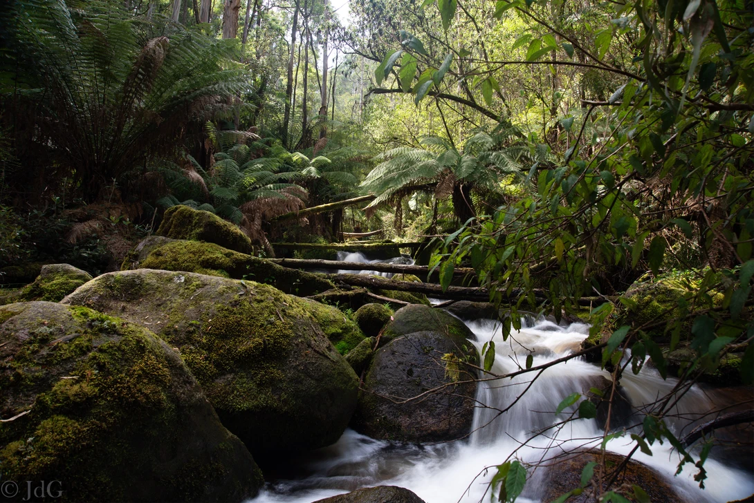 View Toorongo River, Noojee by John de Groot