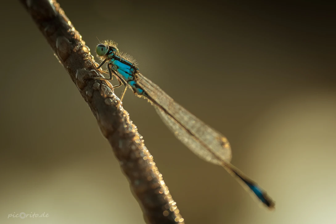 View Dragonfly in morning mood by Thomas Prechtl