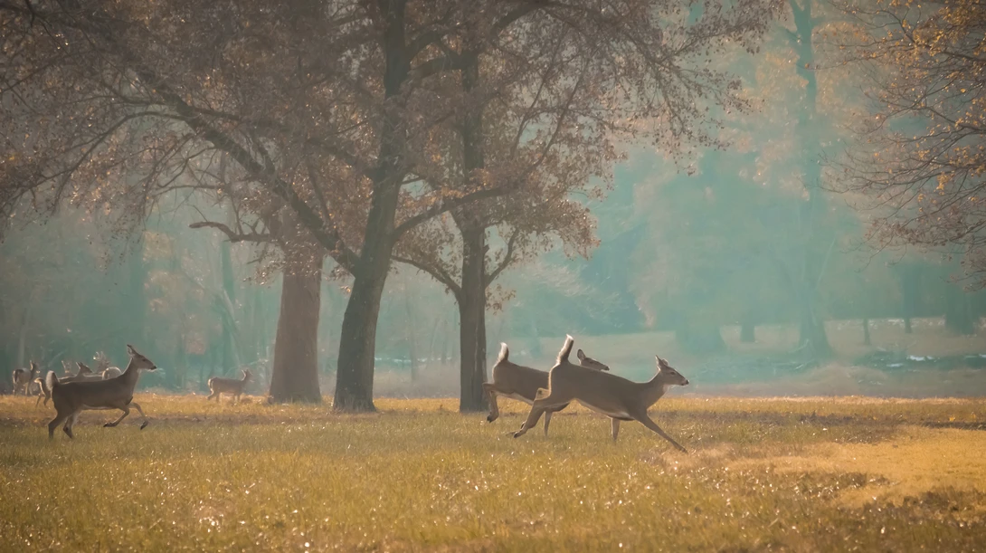 View Autumn at Cahokia by Alison Pascal