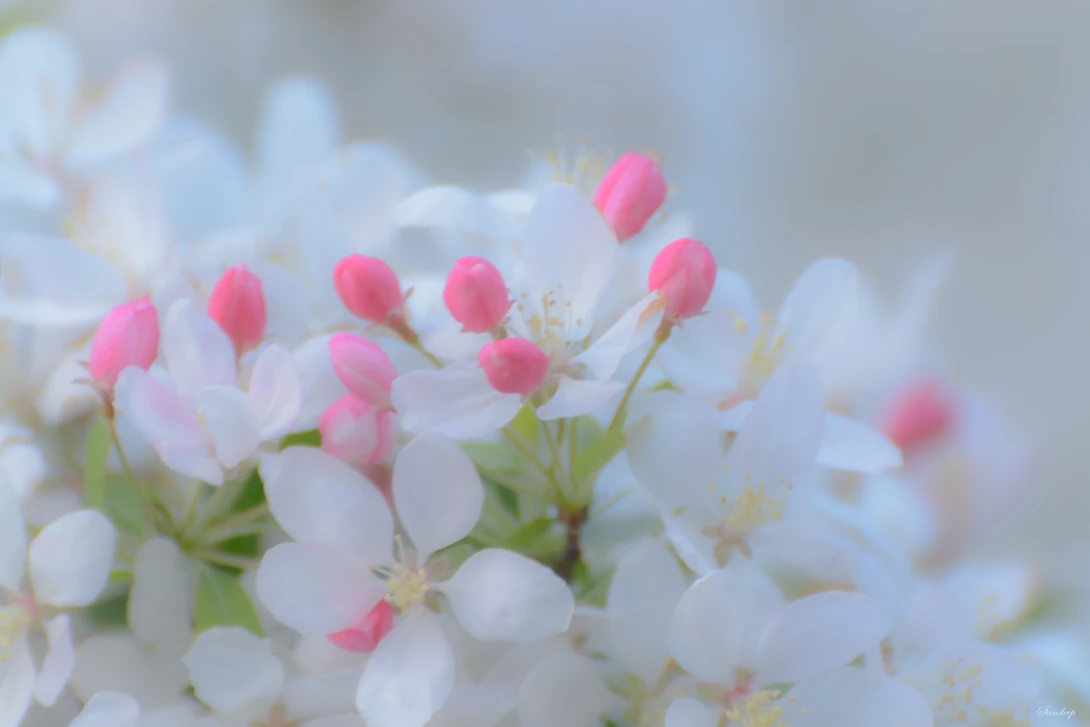 View Cherry Blossom by Sandeep Nigam