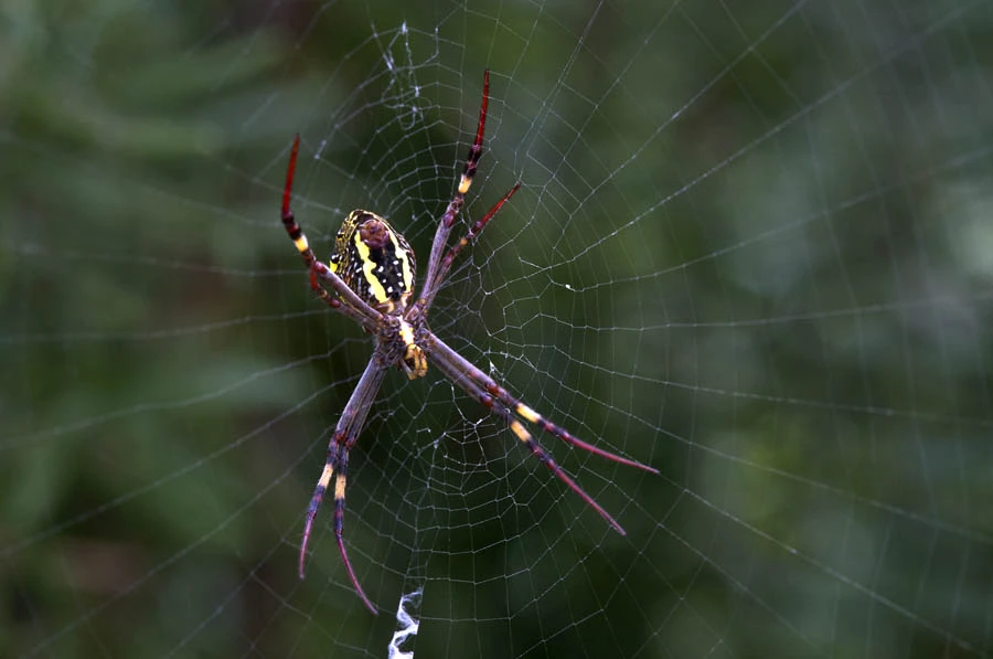 View St Andrew's Cross Spider by Greg Pierce