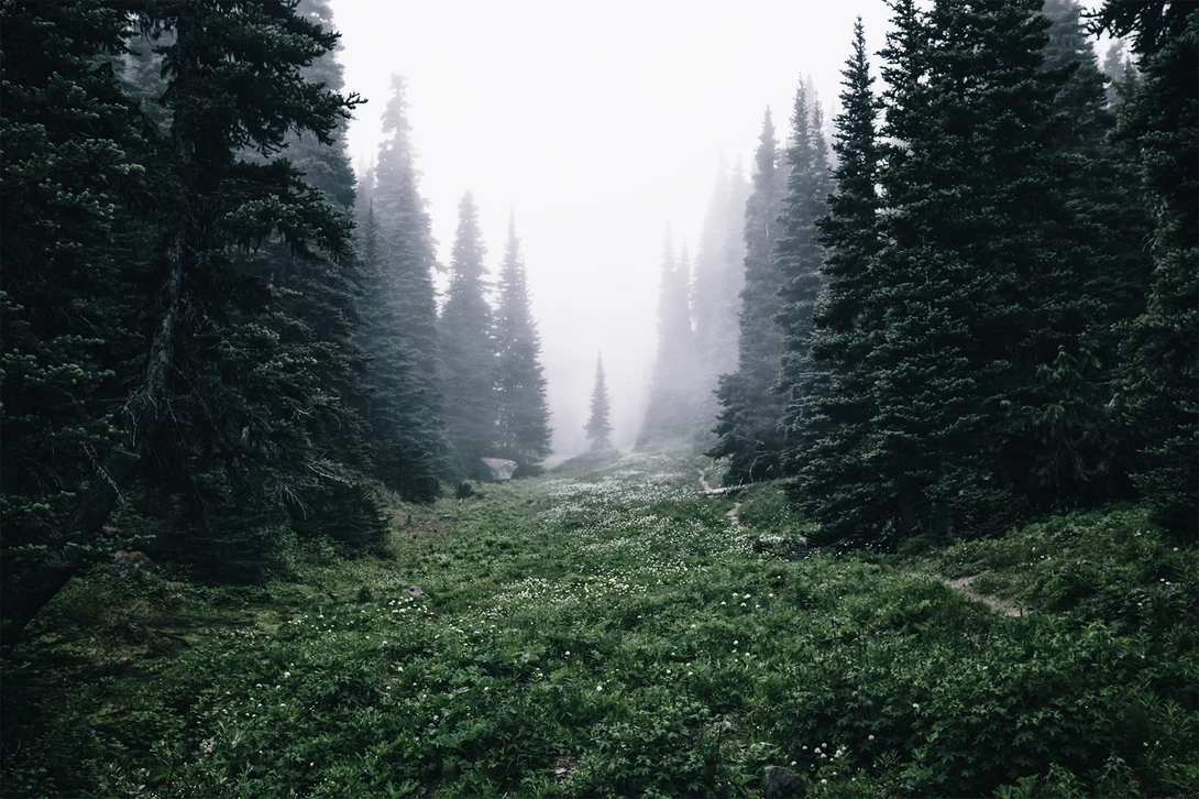 View A Misty Path by Yuriy Garnaev