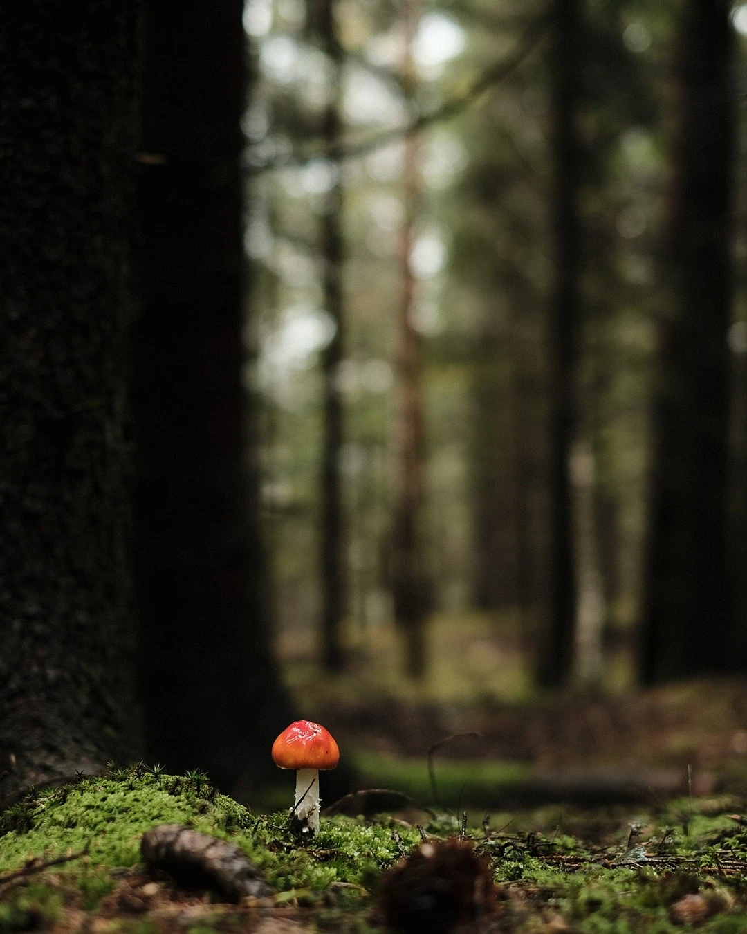 View Red dot in the forest by Gustaf Jansson