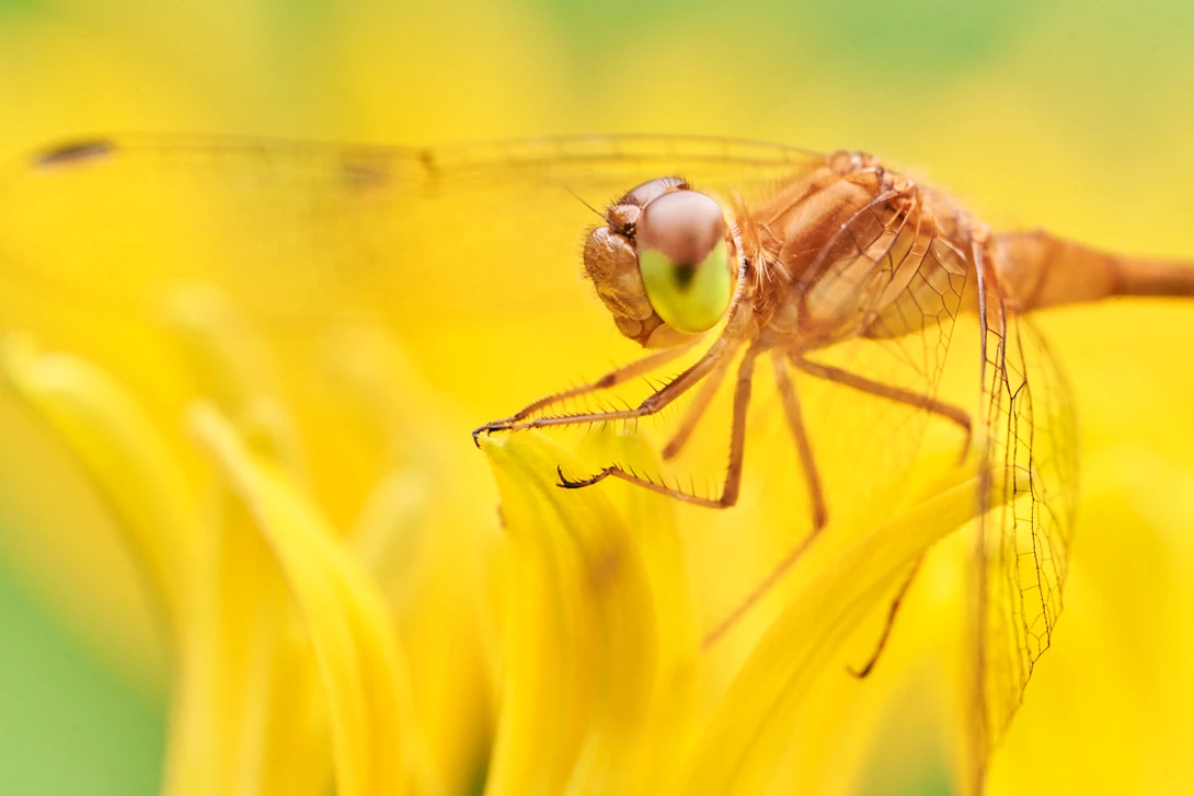 View Dragonfly on Brown-Eyed Susan by jim hughes