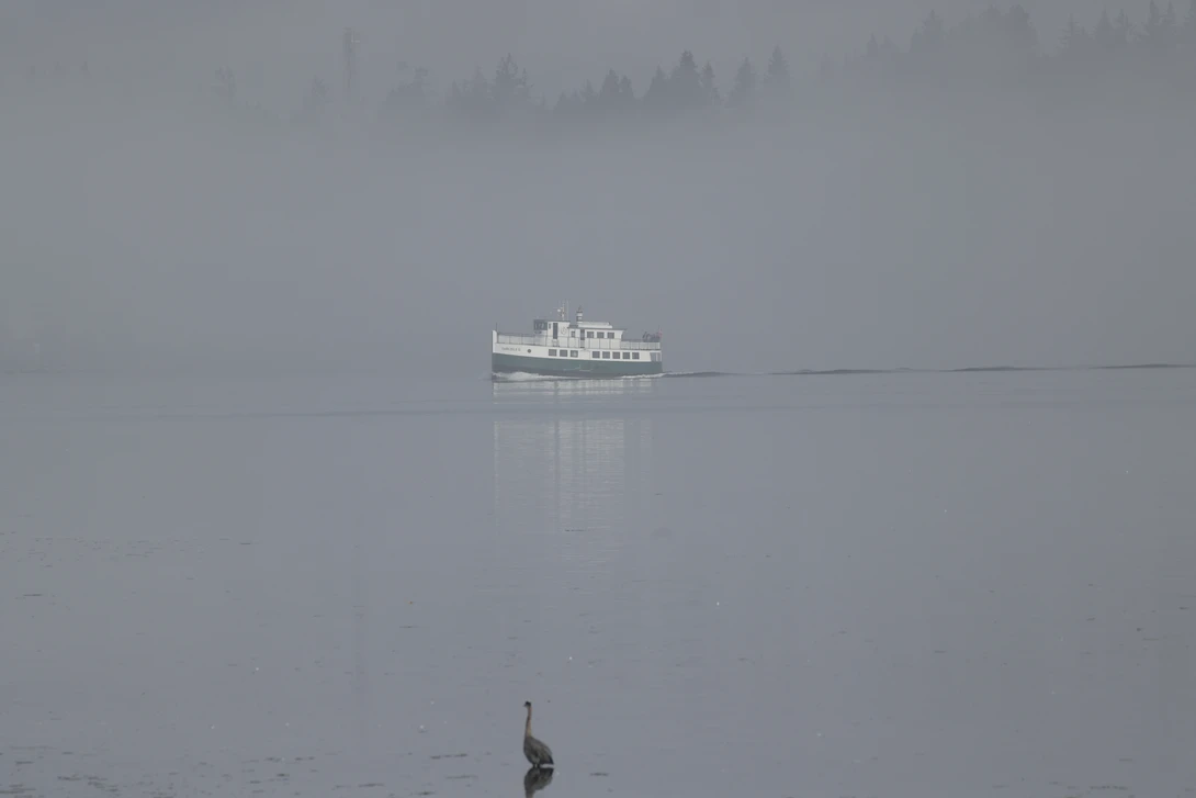 Riverboat and pelican in heavy fog on calm water