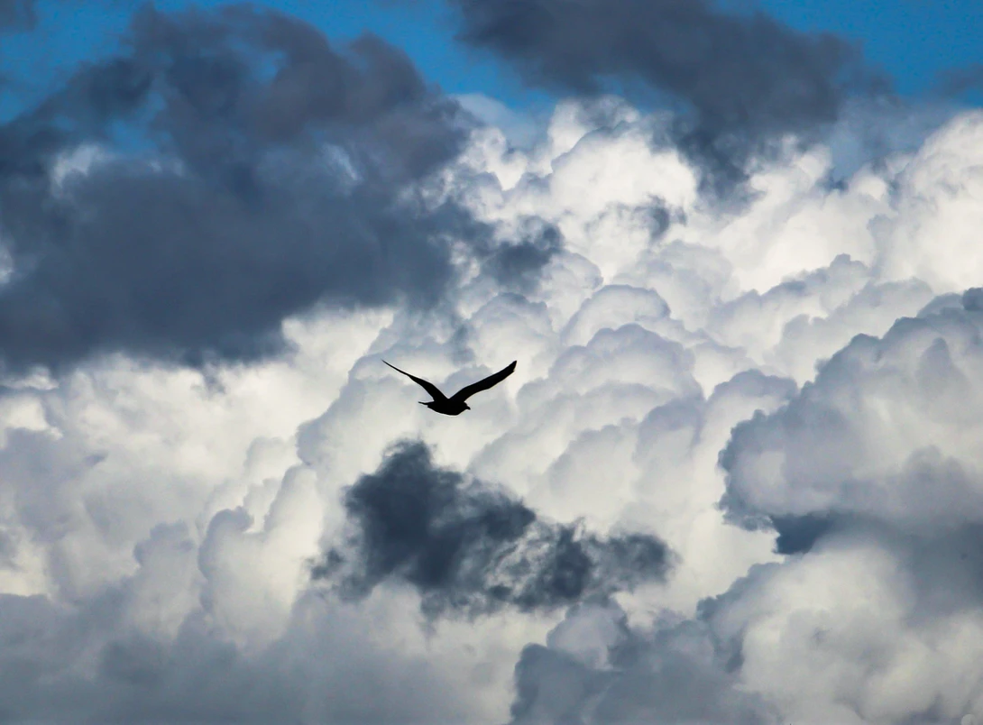 View Seagull flight by Don L