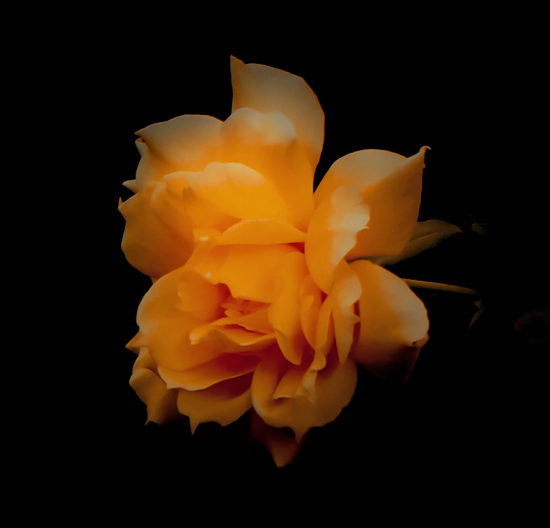 View ad6da9374c0e19dab24481964ff26da3.jpg by Don L