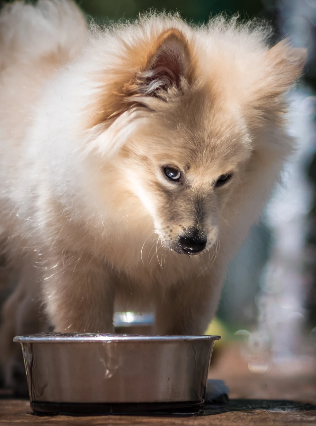 View You wouldn't take this bowl from me, would you? by Paul Peterson