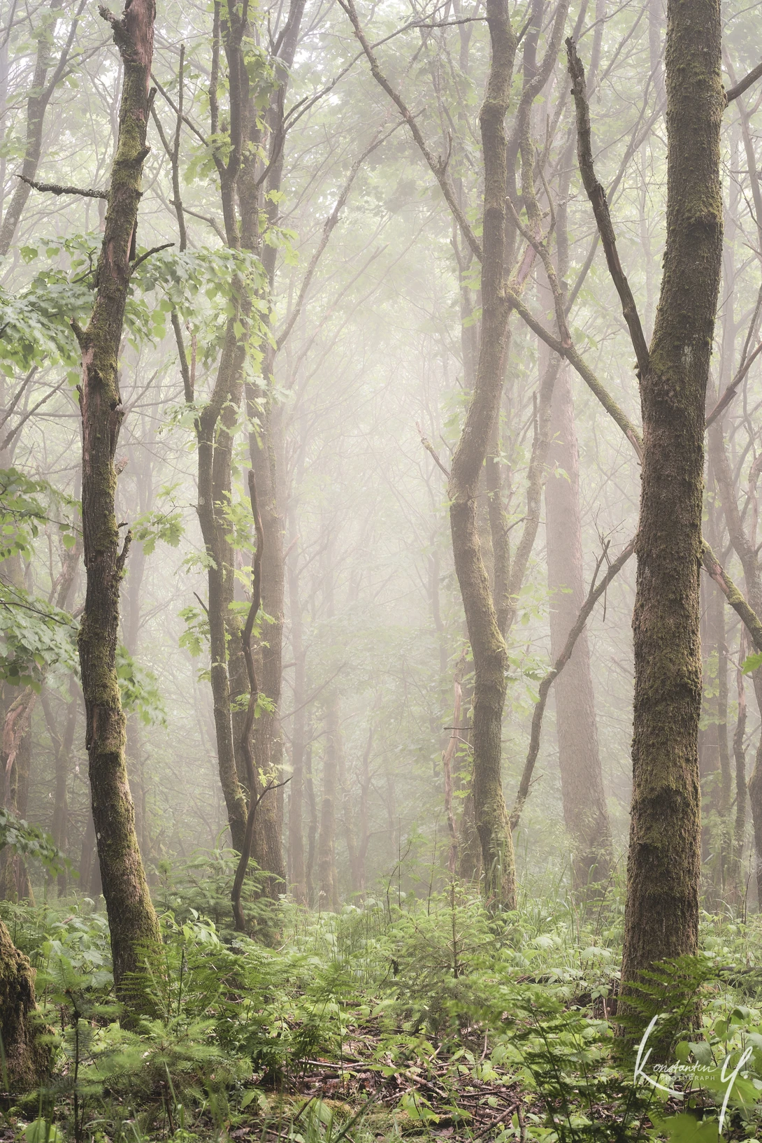 View Foggy Trees by K Y