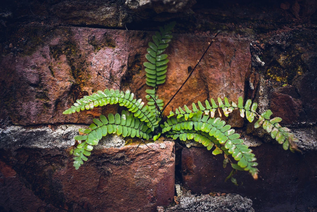 View Nature Always Wins by Chris Chaffin