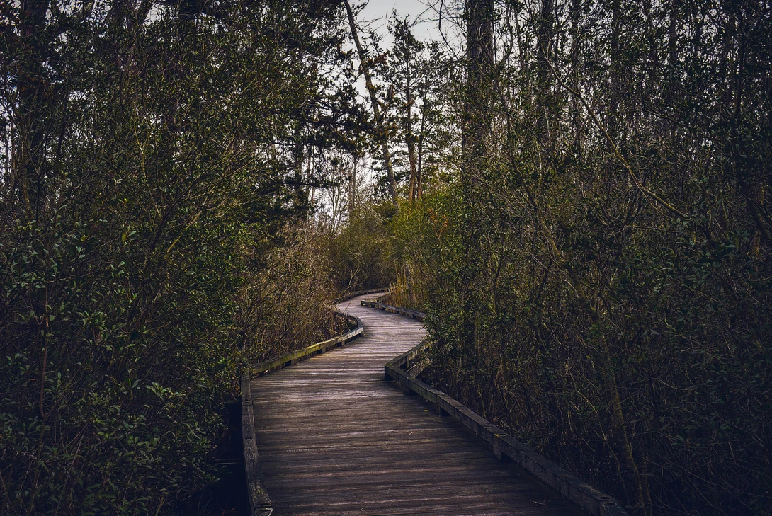 View The Boardwalk Through Nature by Chris Chaffin