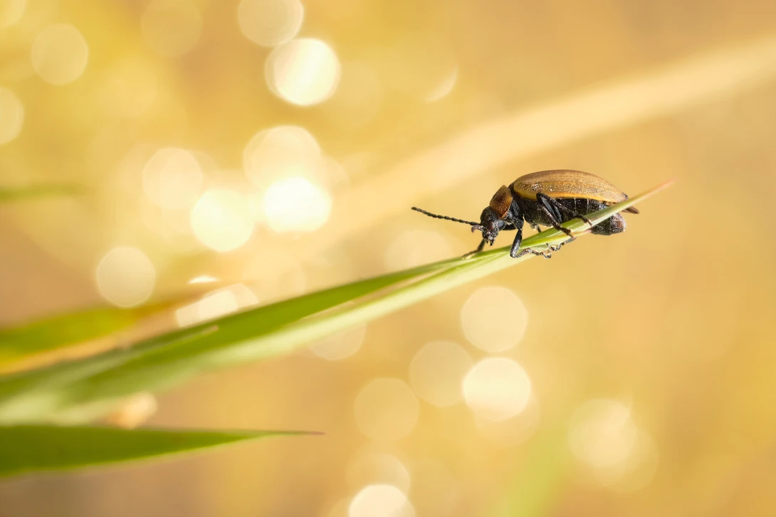 View Beetle in the Sun by Deniz O