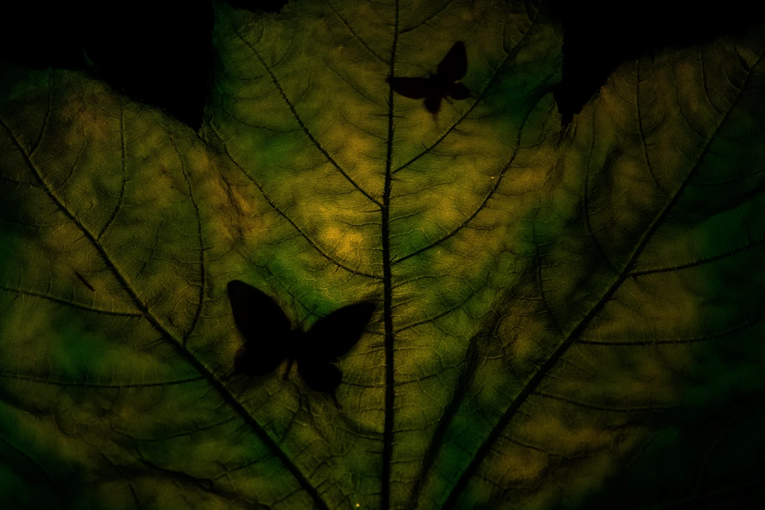 View Untitled 3 by Devin Martino-Atsatt