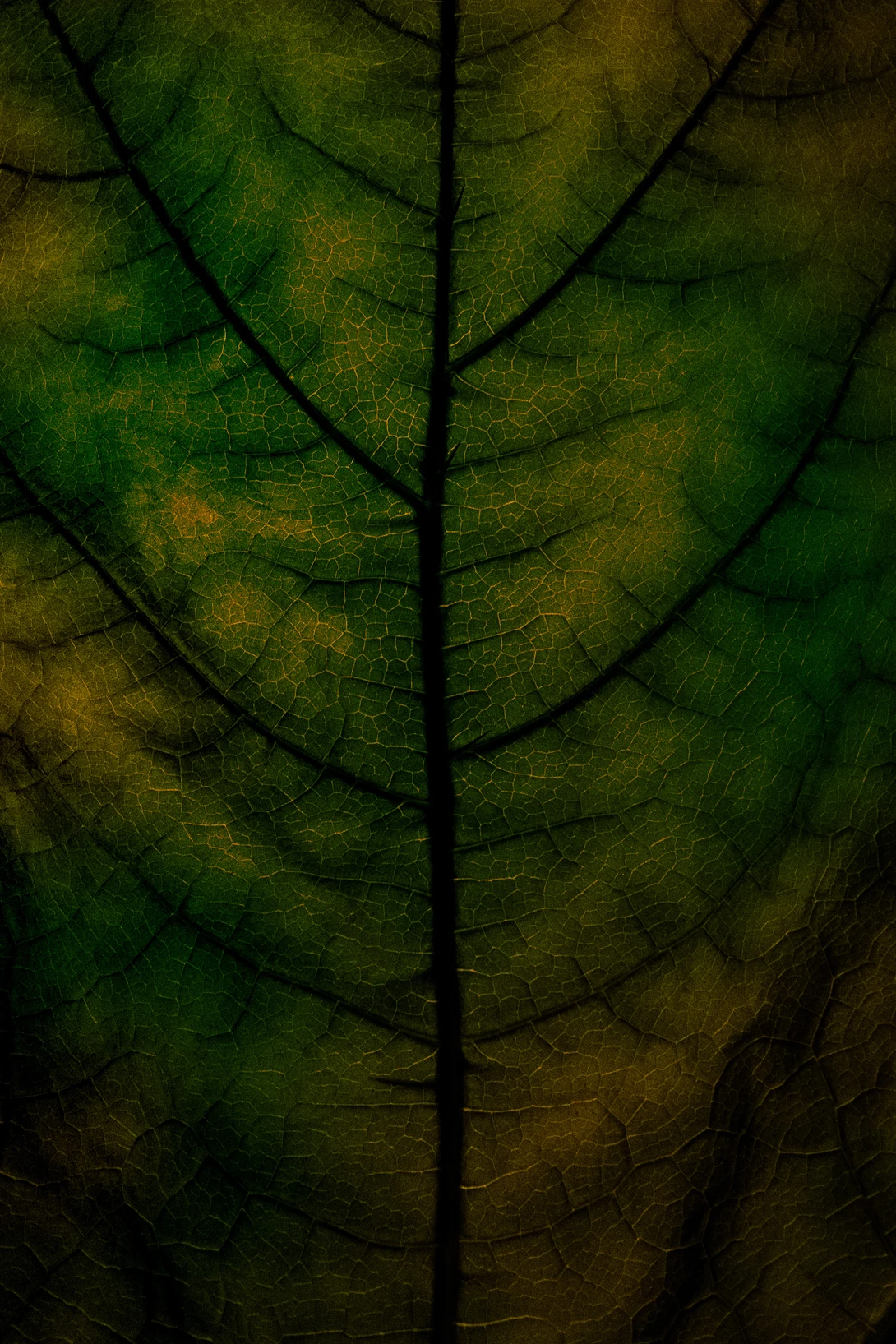 View Untitled 4 by Devin Martino-Atsatt