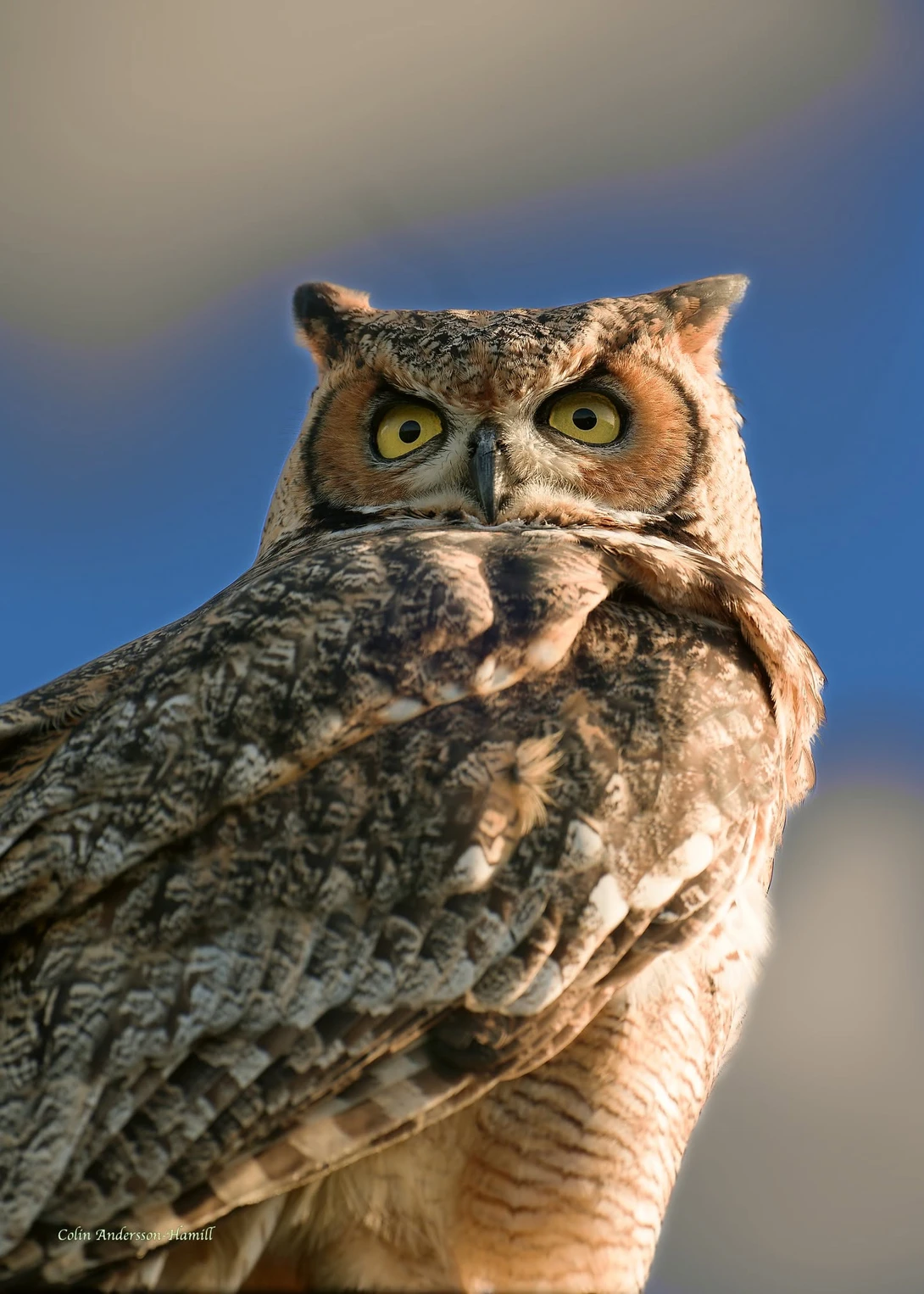 View GREAT HORNED OWL by Colin Andersson-Hamill