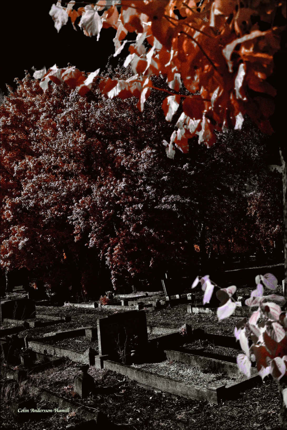 Moonlit cemetery with autumn foliage overhead and graves in the foreground