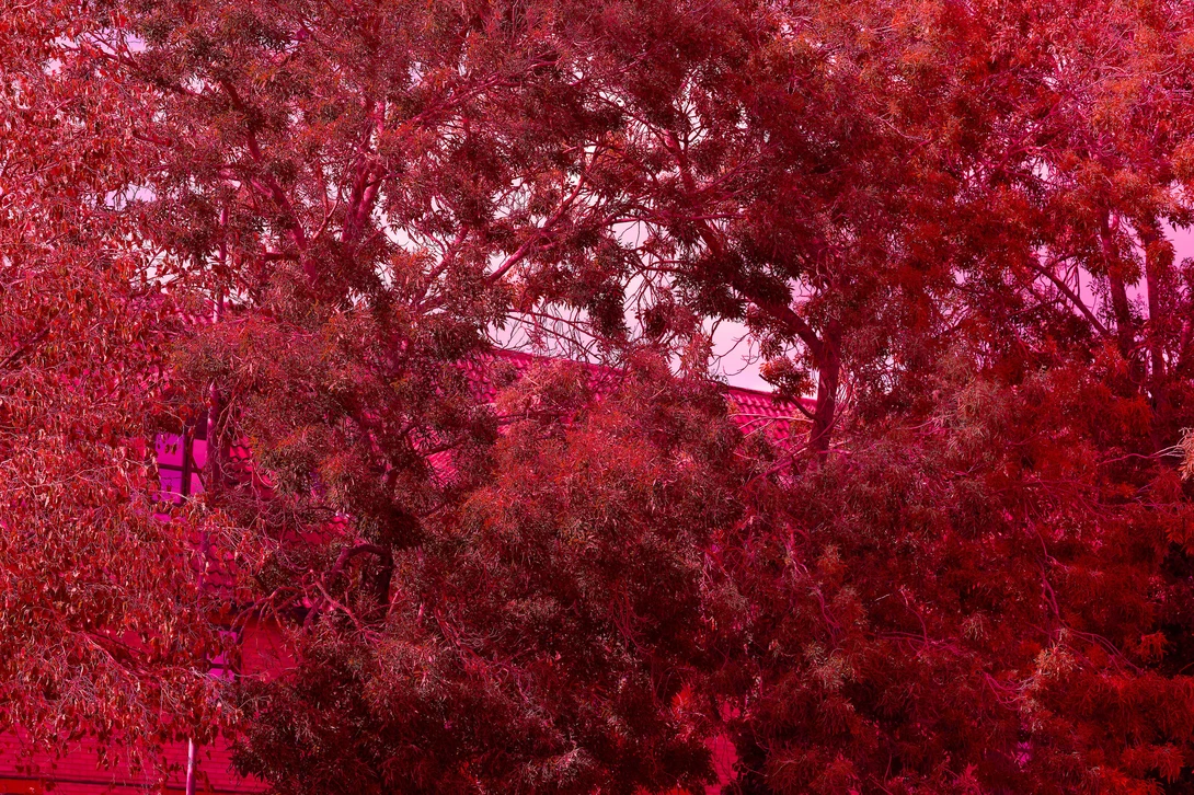 Dense foliage rendered in deep crimson and magenta tones with tree canopy visible against lighter sky