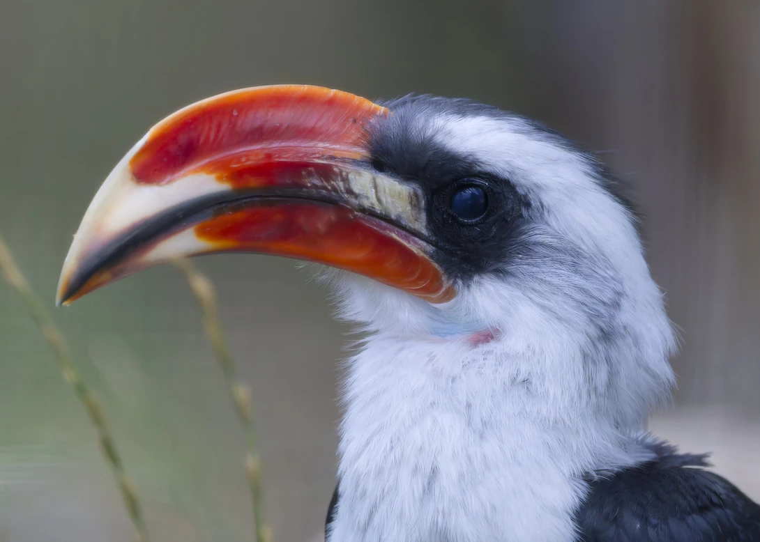 Close-up of a white and black bird with a distinctive curved red and orange beak