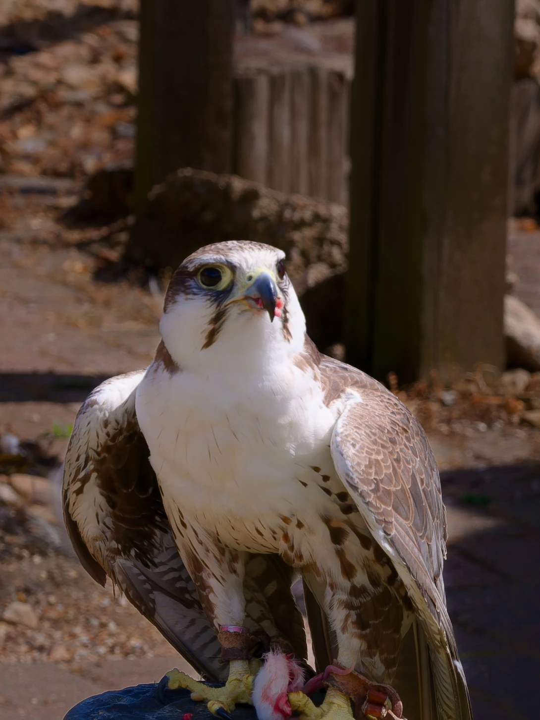 Peregrine falcon perched, displaying distinctive facial markings and alert posture