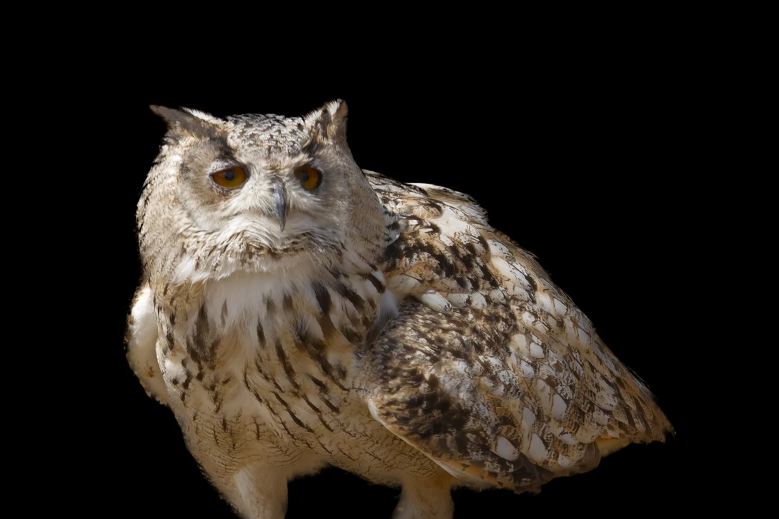 Eagle owl with ear tufts and amber eyes against black background